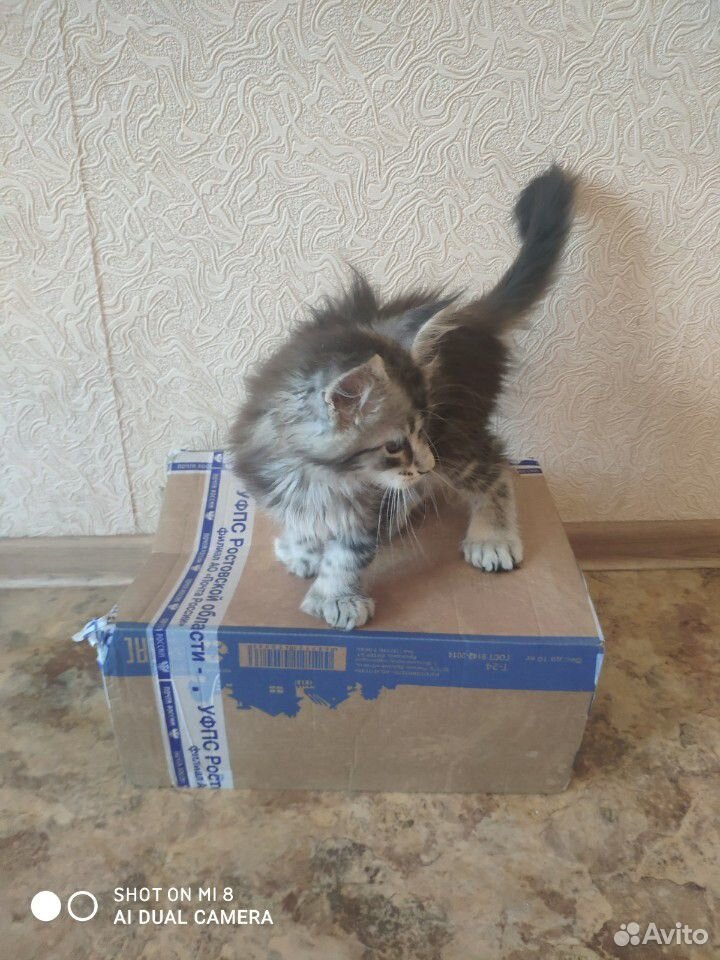 Котята Мейн Кун купить на Зозу.ру - фотография № 3