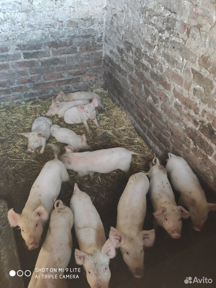 Продам свиней белых купить на Зозу.ру - фотография № 1