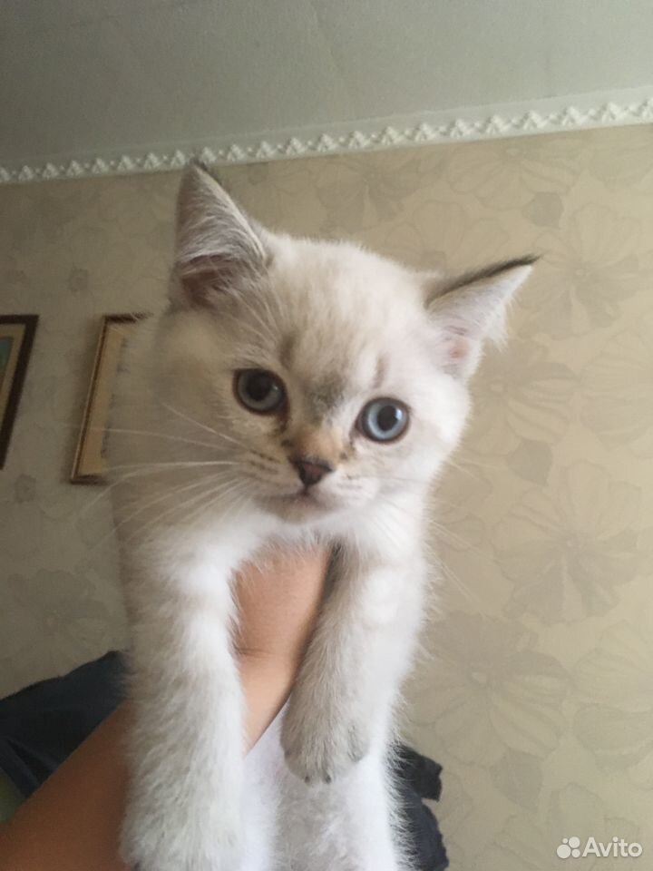 Продается шотландский котёнок(мальчик) купить на Зозу.ру - фотография № 3