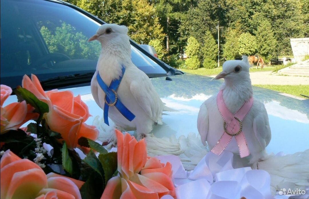 Голуби белые на свадьбу купить на Зозу.ру - фотография № 2