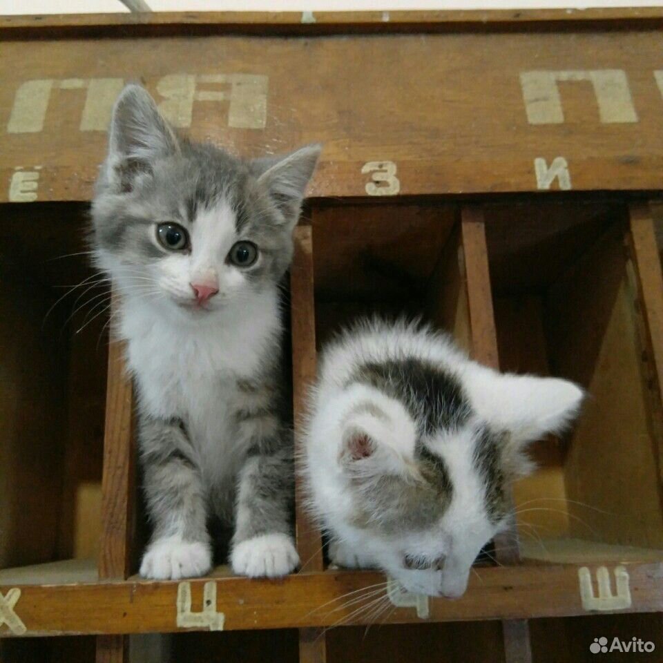 2 кота купить на Зозу.ру - фотография № 7
