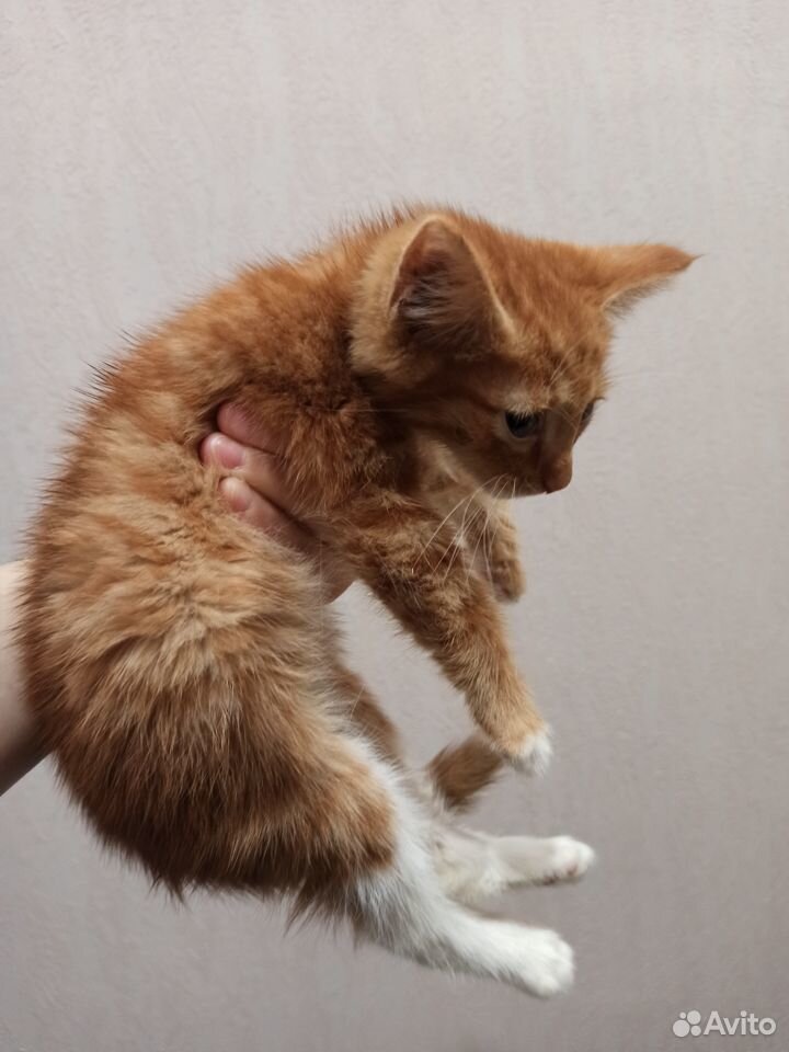 Рыжий котенок в дар купить на Зозу.ру - фотография № 4