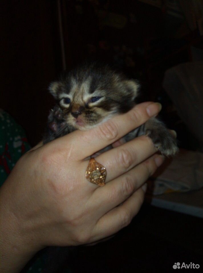 Маленькие котята в добрые руки купить на Зозу.ру - фотография № 4