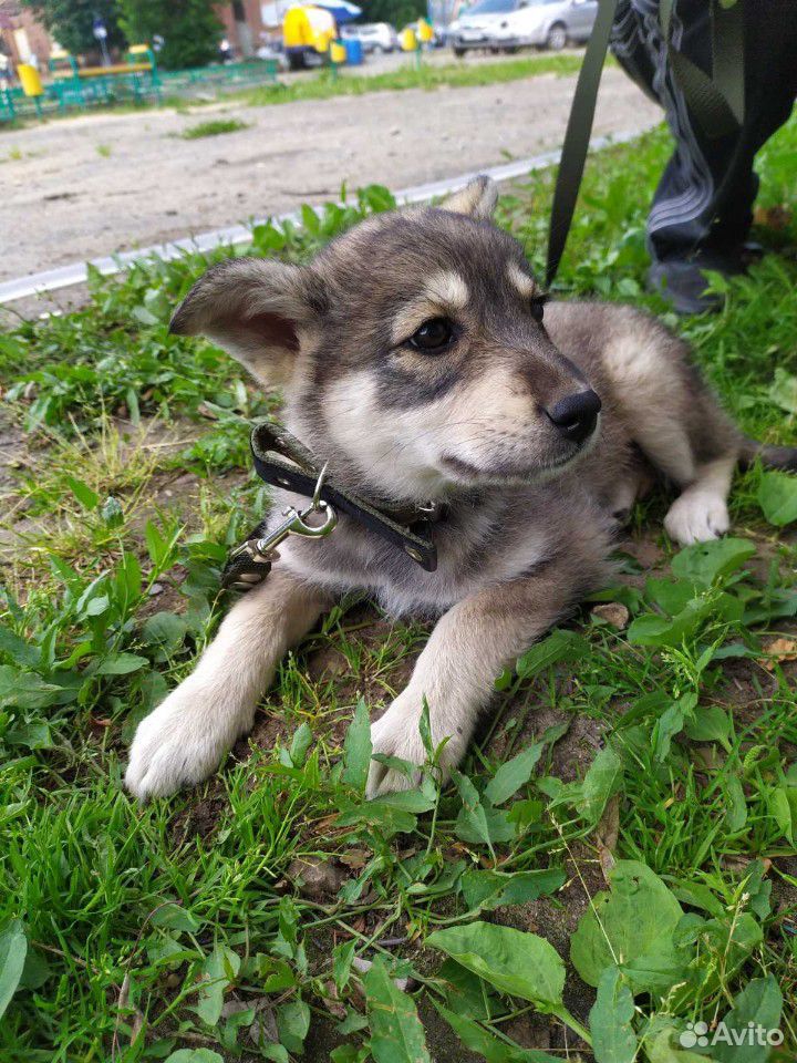 Хочу домой,щенок 2 месяца купить на Зозу.ру - фотография № 3