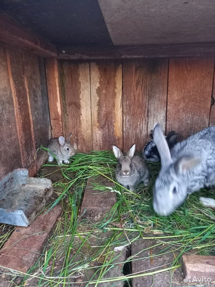 Кролики в Кстовском р-не купить на Зозу.ру - фотография № 3