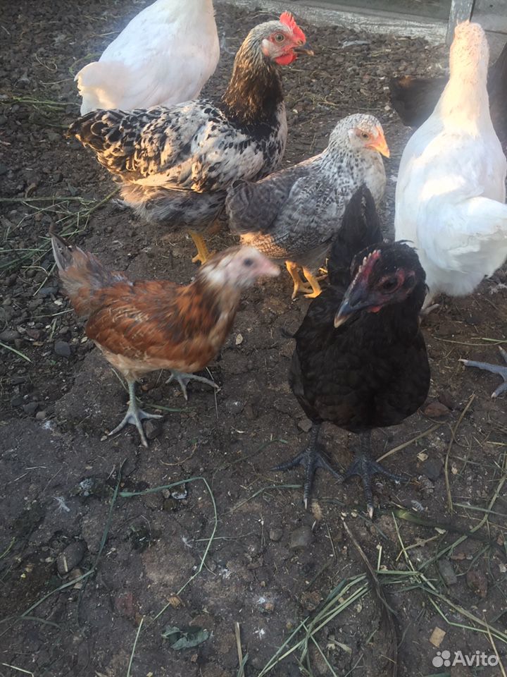 Продам цыплят кур-несушек купить на Зозу.ру - фотография № 1