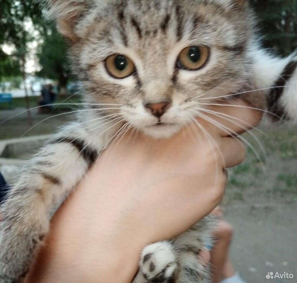 Котёнок девочка купить на Зозу.ру - фотография № 1