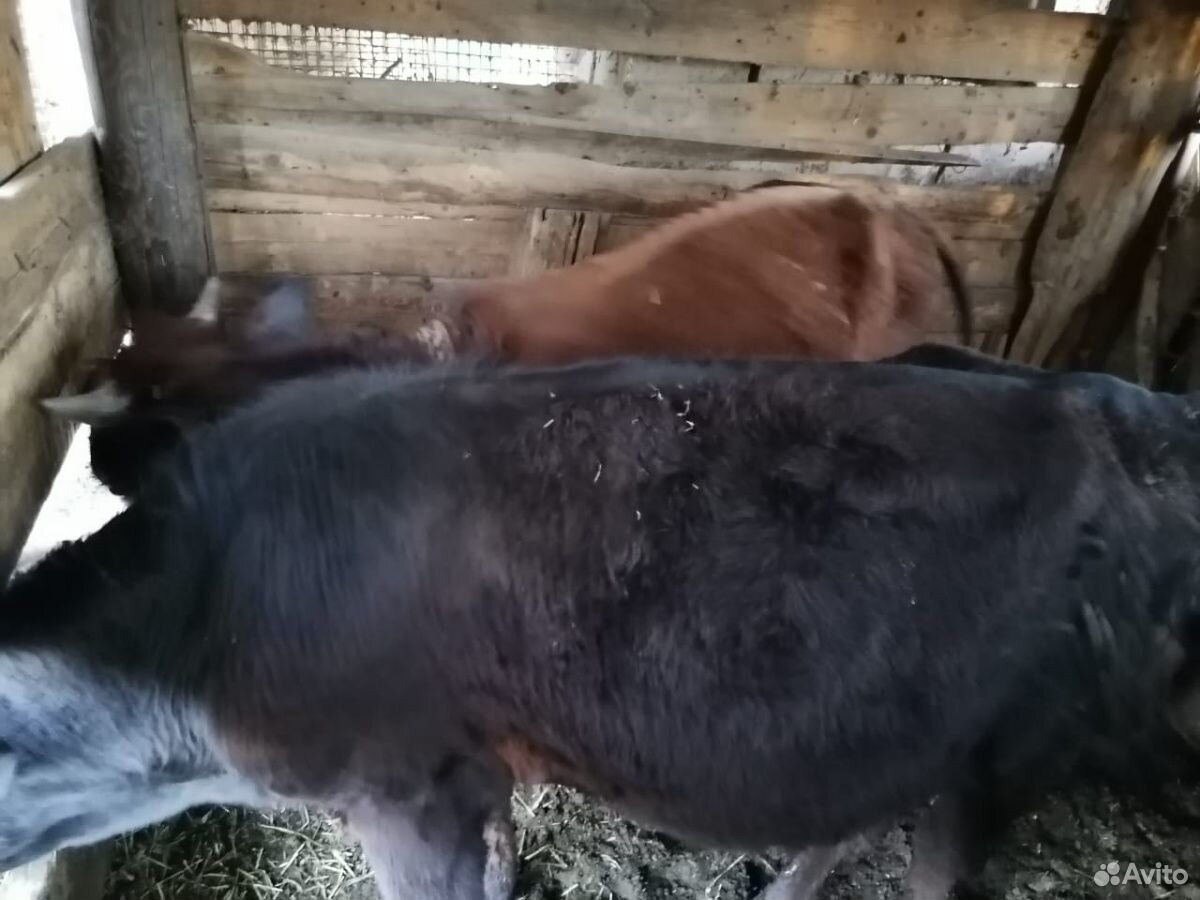 Три бычка годовалых и две коровы купить на Зозу.ру - фотография № 2