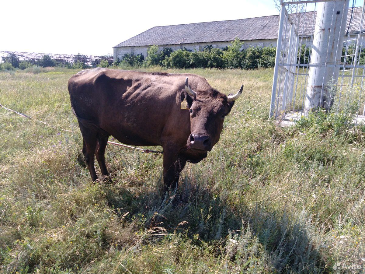 Коровы и бык купить на Зозу.ру - фотография № 3