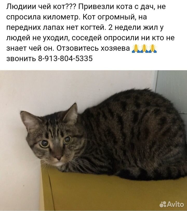 Кошка, кот, потеряшка купить на Зозу.ру - фотография № 1