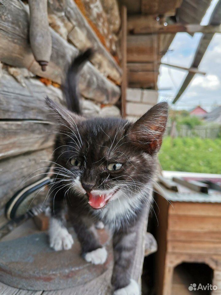 Кошечка(1.5 месяца) купить на Зозу.ру - фотография № 3