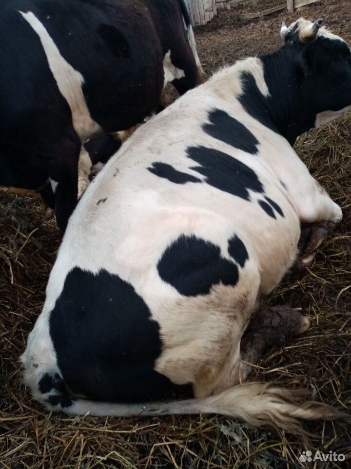 Корова, 2 быка, бычки купить на Зозу.ру - фотография № 9