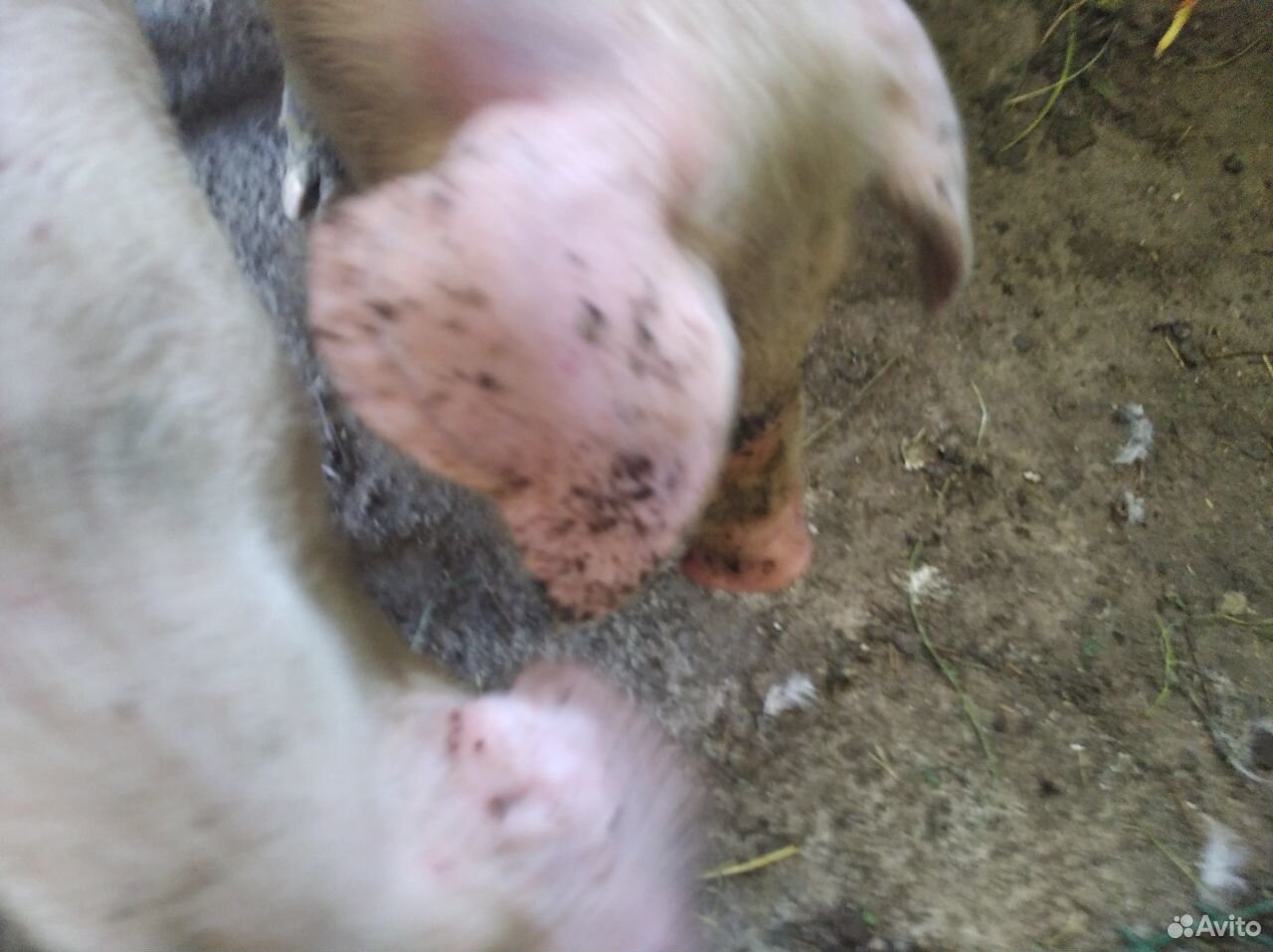 Свиньи 2шт 2 месяца породу не знаем купить на Зозу.ру - фотография № 3