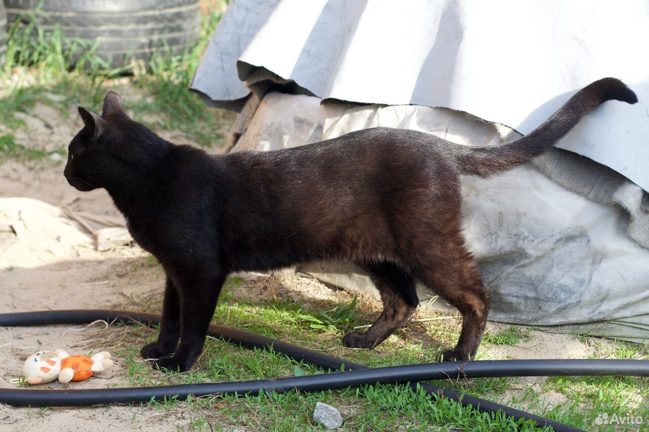 Очаровательный кот Семён ищет дом купить на Зозу.ру - фотография № 4