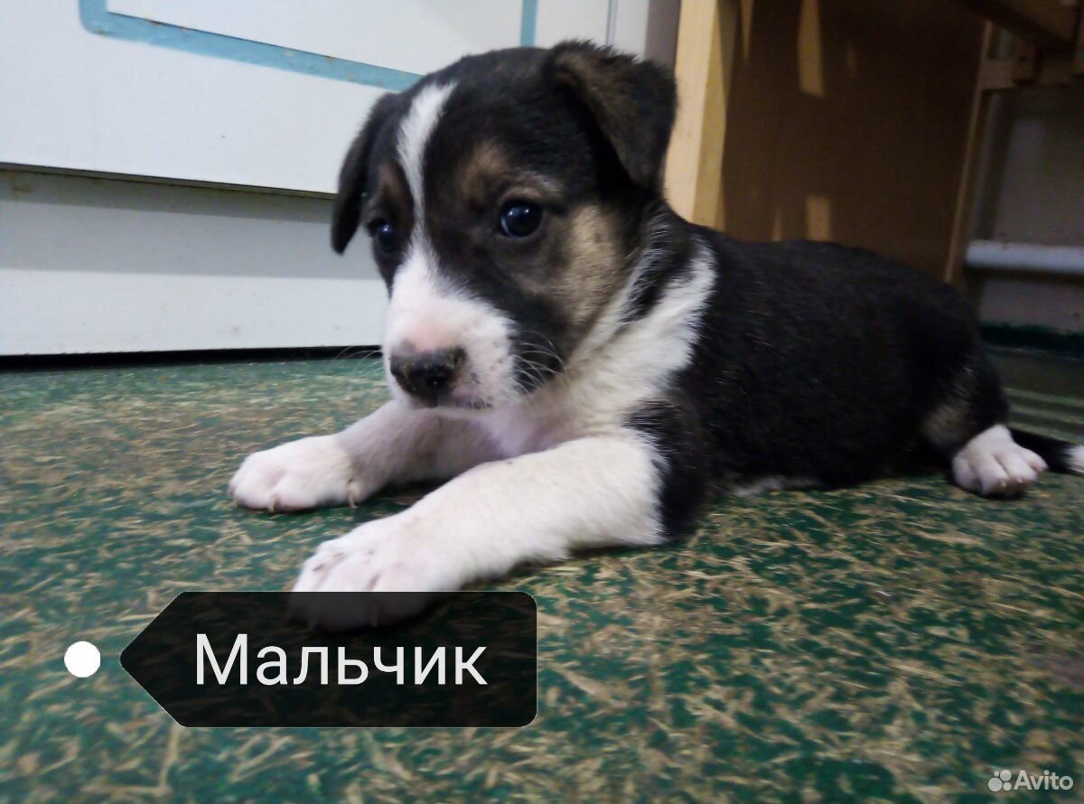 Собака для двора купить на Зозу.ру - фотография № 1