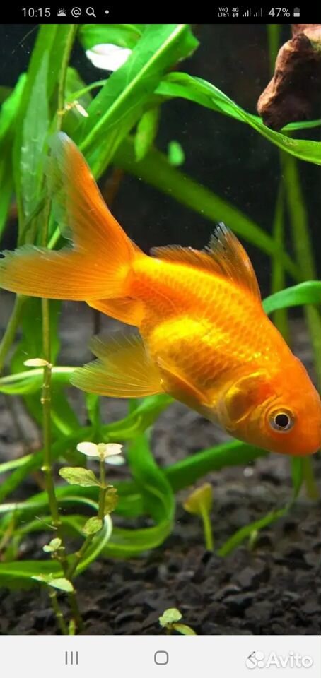 Золотые рыбки в аквариум или домашний пруд купить на Зозу.ру - фотография № 1