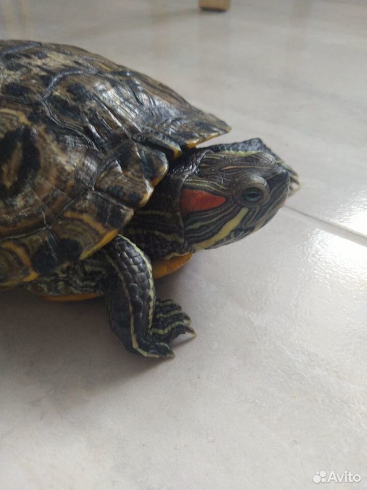 Черепаха Алиса 25 см купить на Зозу.ру - фотография № 1