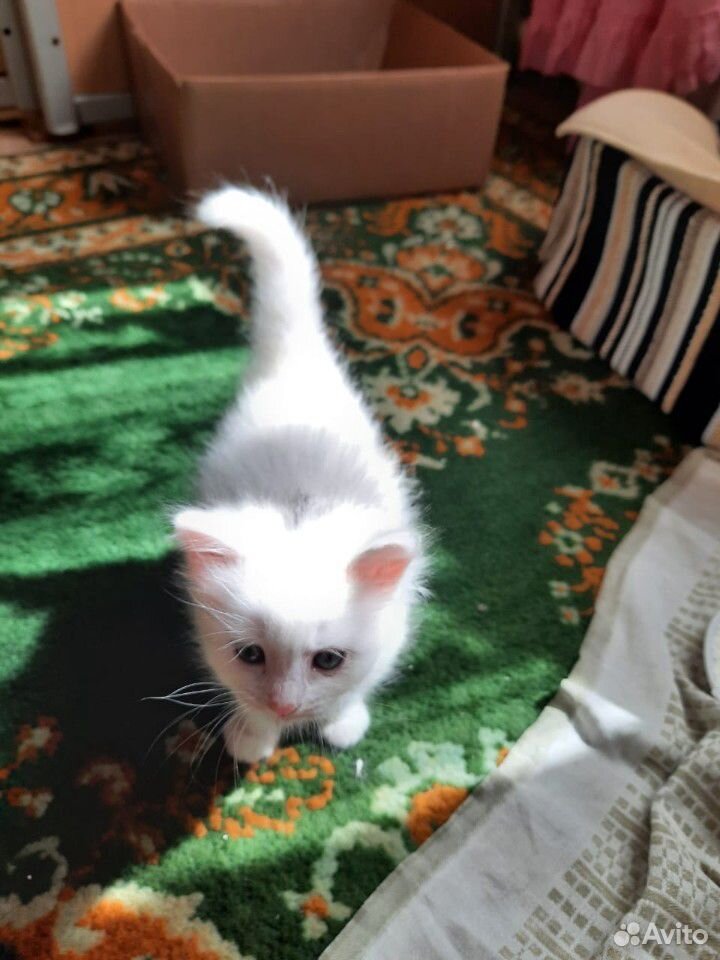 Отдадим котят купить на Зозу.ру - фотография № 5