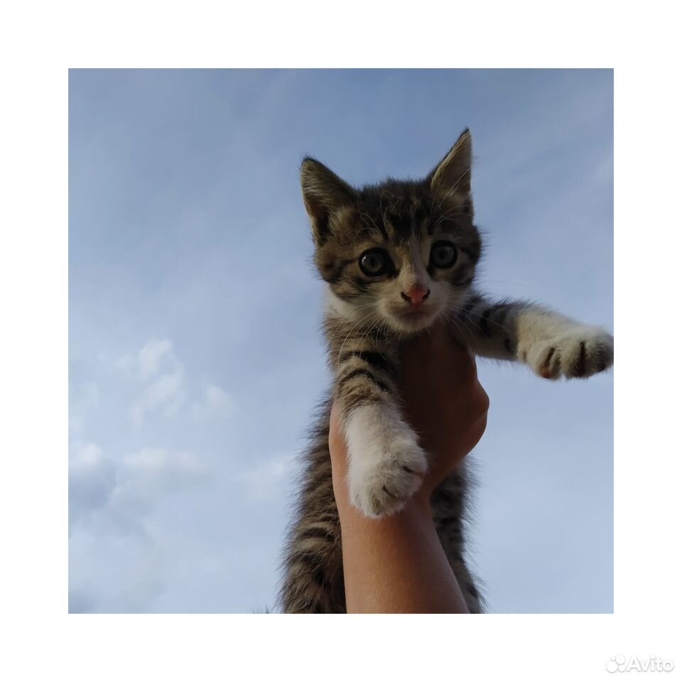 Котята в дар купить на Зозу.ру - фотография № 4