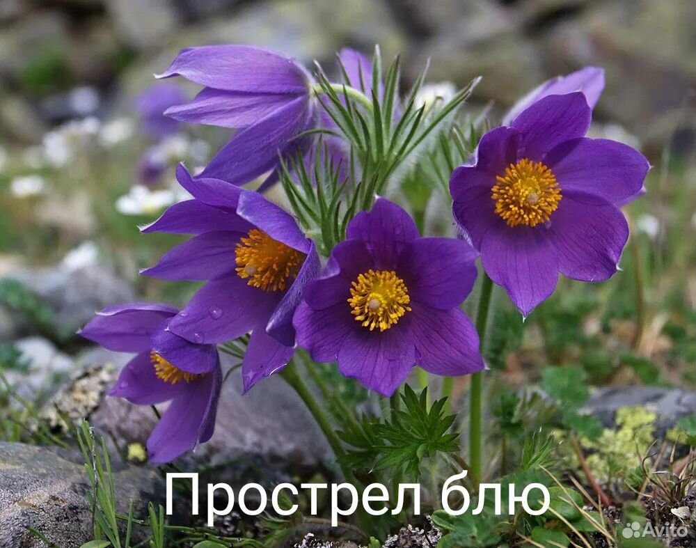 Цветы многолетние,саженцы роз купить на Зозу.ру - фотография № 8