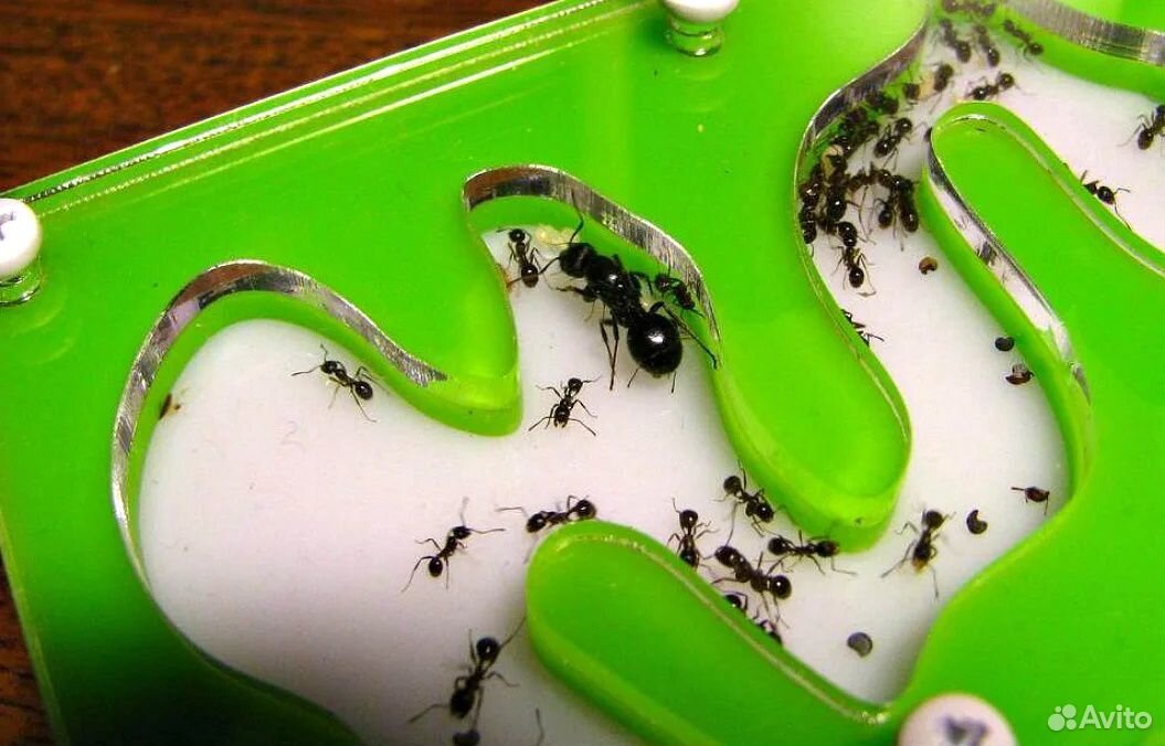 Муравьиная ферма с муравьями купить на Зозу.ру - фотография № 4