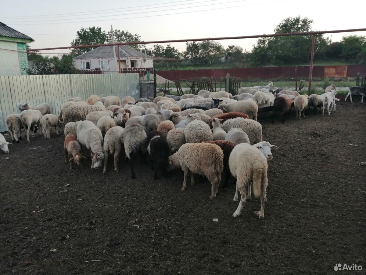 Овце Матки и ягнята купить на Зозу.ру - фотография № 4