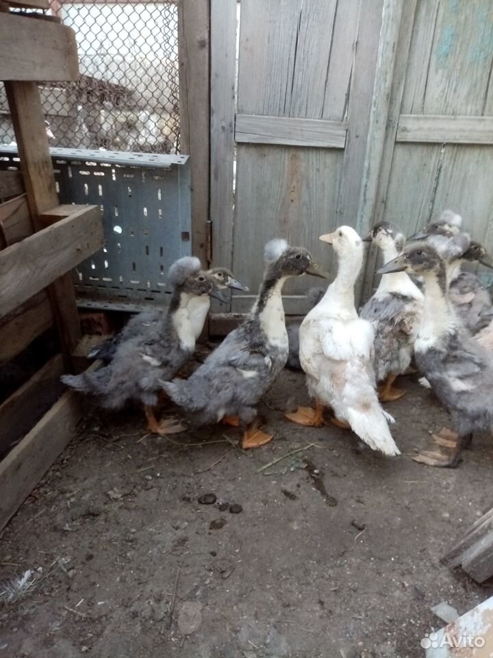Цыпленок утка купить на Зозу.ру - фотография № 9