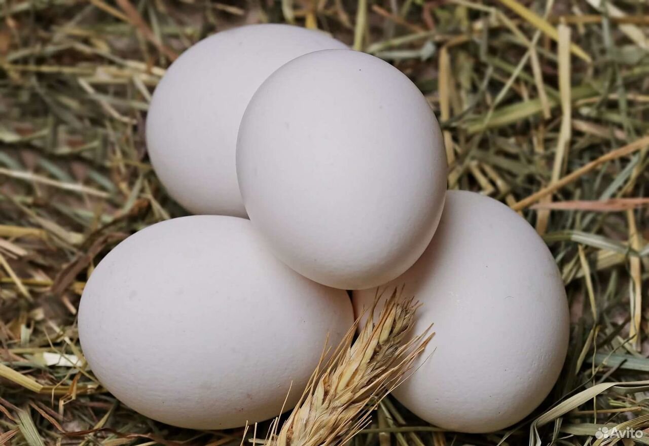 Яйца домашние (фермерские) куриные купить на Зозу.ру - фотография № 3