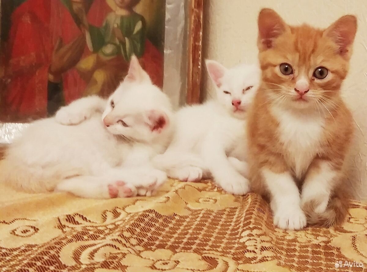 Котята тайской кошки купить на Зозу.ру - фотография № 5
