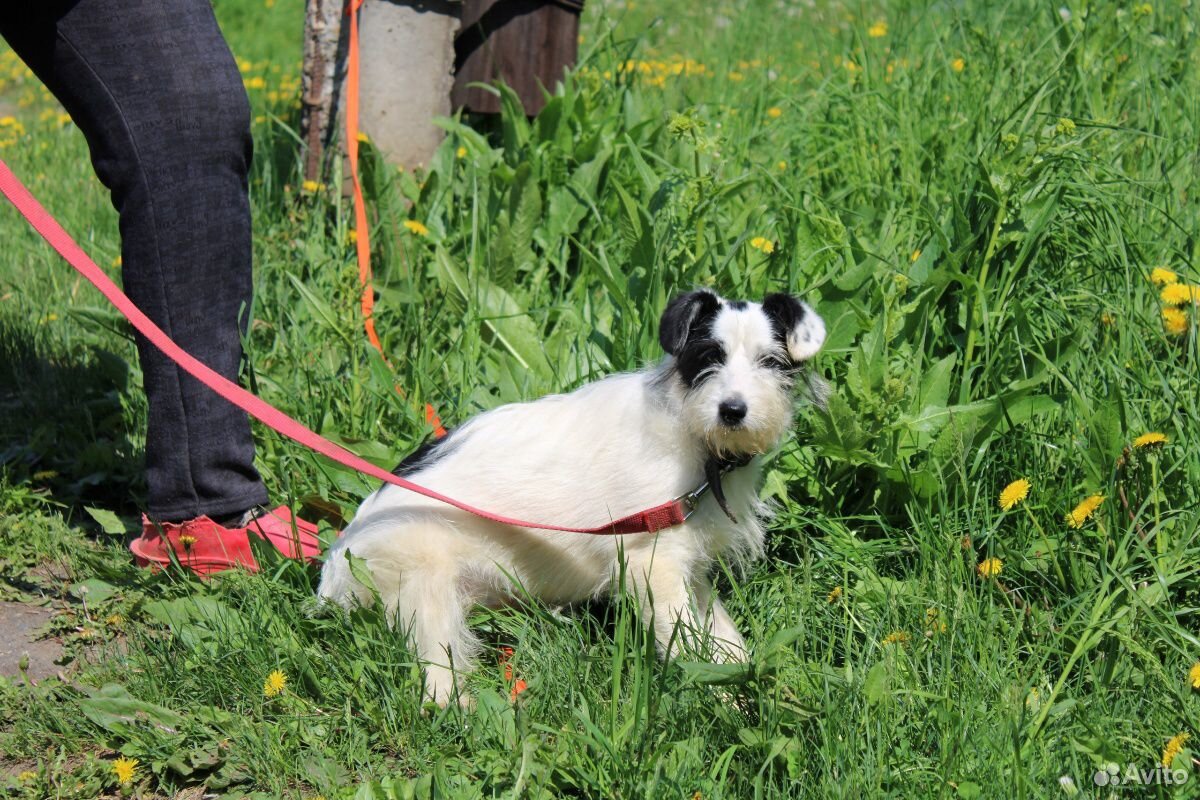 Небольшая собачка Тася ищет дом купить на Зозу.ру - фотография № 2