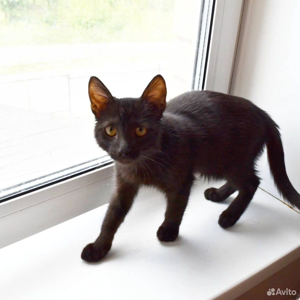 Котенок 3 месяца котик купить на Зозу.ру - фотография № 1