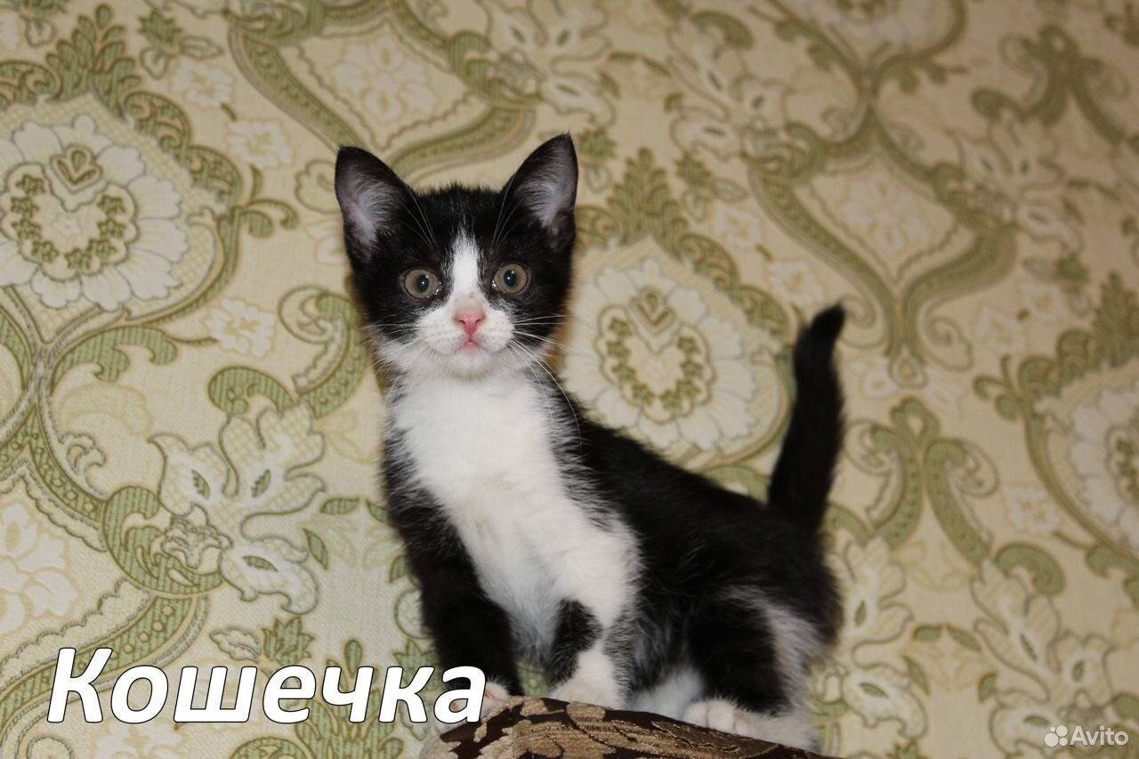 Красивые котята ищут хозяев купить на Зозу.ру - фотография № 4