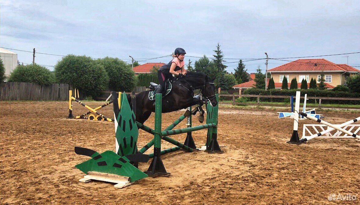 Молодая лошадь в спорт купить на Зозу.ру - фотография № 3