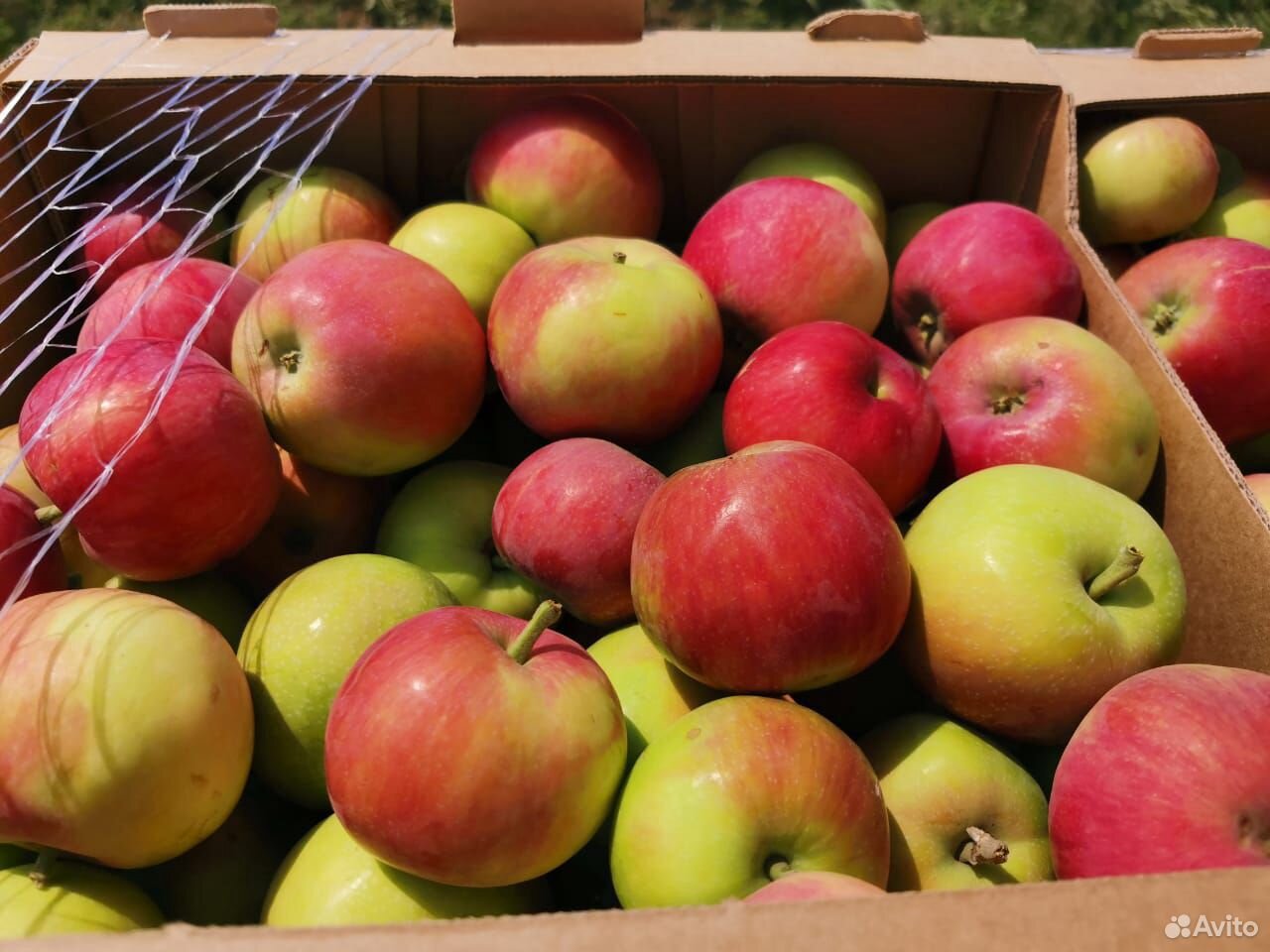Купить яблоки в воронеже. Авито ру яблоки в Крыму или в Краснодаре. Продажа яблоки в КБР авито. Авито яблоки купить в Кабардино.