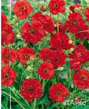 Многолетние цветы для вашего сада купить на Зозу.ру - фотография № 2