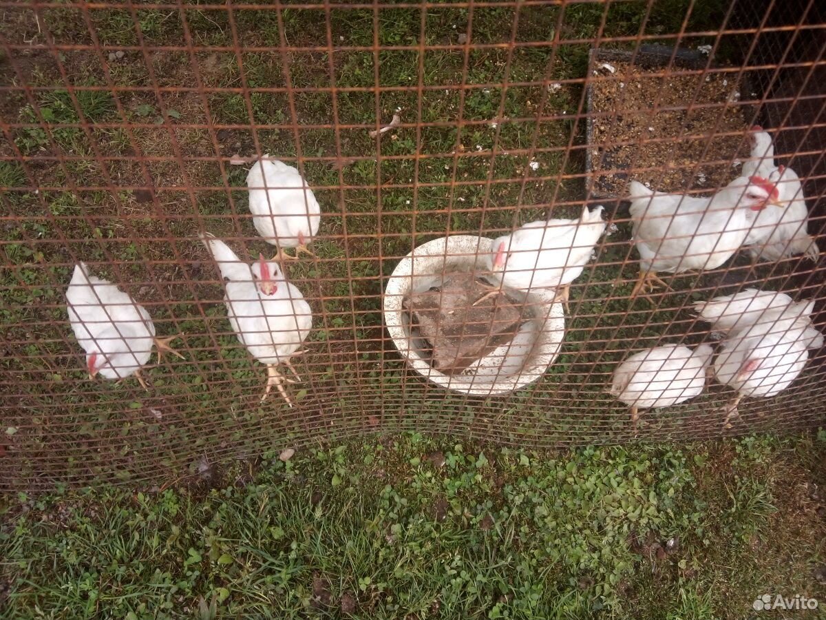 Цыплята яичной породы Ломан классик купить на Зозу.ру - фотография № 4