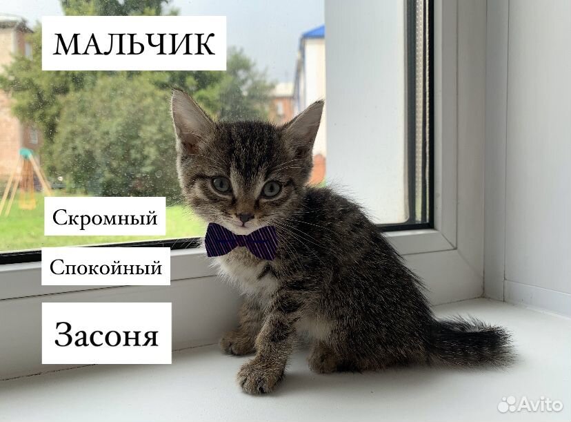 Котята бесплатно купить на Зозу.ру - фотография № 1