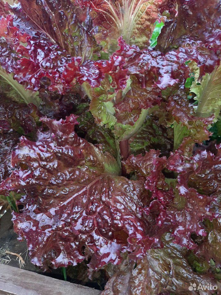 Зелень: петрушка, руккола, салат красный, щавель купить на Зозу.ру - фотография № 2