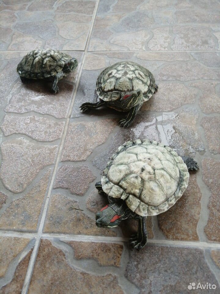 Черепахи красноухие купить на Зозу.ру - фотография № 1