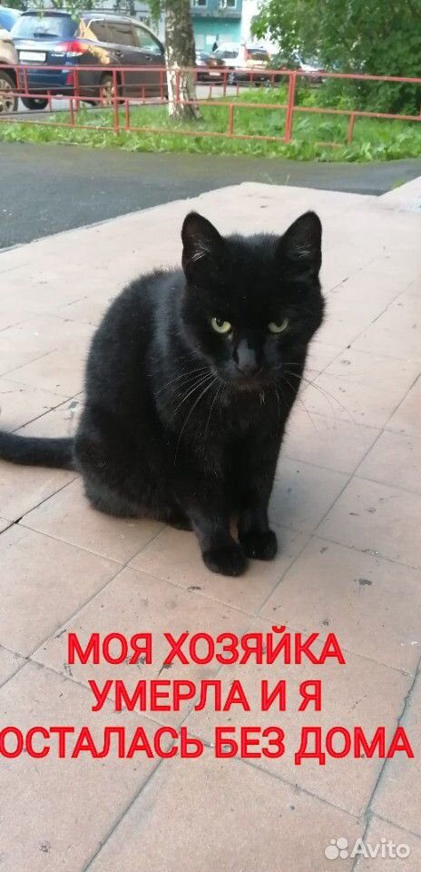 Спасите кошку купить на Зозу.ру - фотография № 1