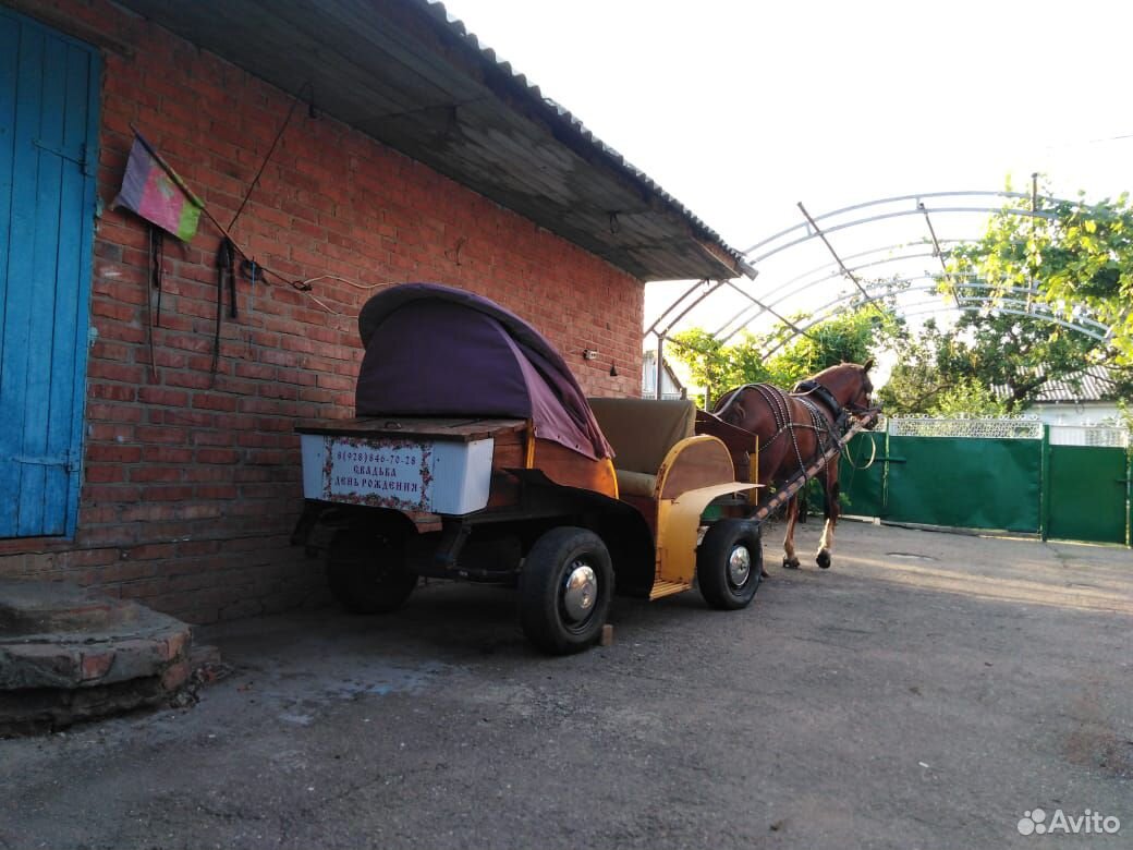 Продаётся лошадь с тачанкой купить на Зозу.ру - фотография № 2