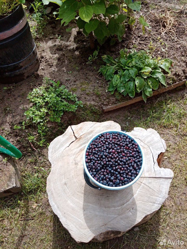 Ирга ягоды купить на Зозу.ру - фотография № 2