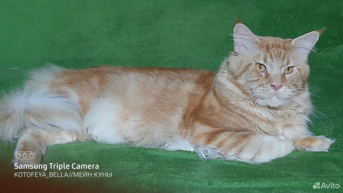 Мейн-кун котик 2,5года купить на Зозу.ру - фотография № 4