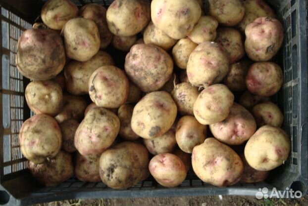 Картофель ранний нового урожая со своего огорода купить на Зозу.ру - фотография № 1