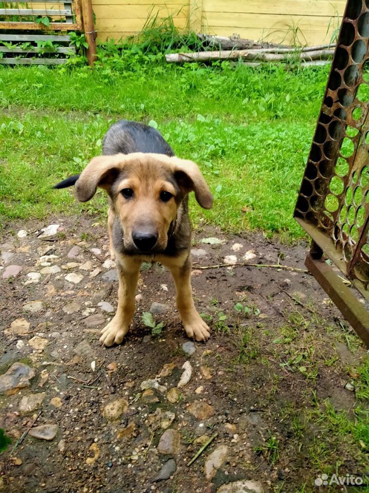 Собака-щенок 3-4 месяца,ищет хозяина купить на Зозу.ру - фотография № 10