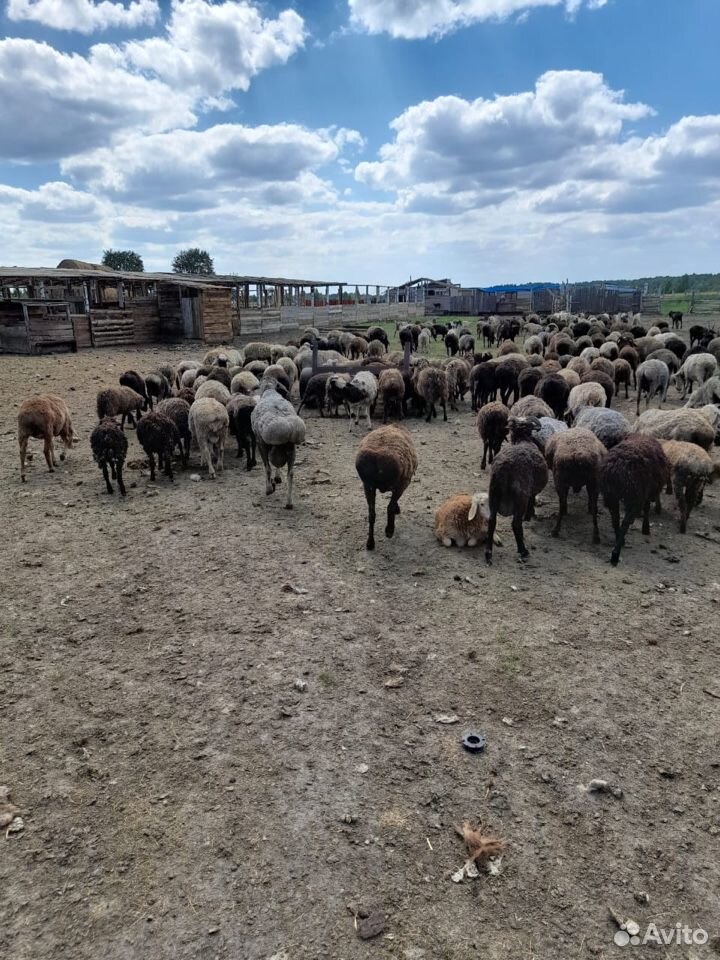 Овцы Баран купить на Зозу.ру - фотография № 3