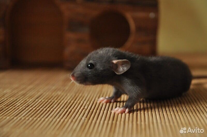 Крысята "дамбо" купить на Зозу.ру - фотография № 2