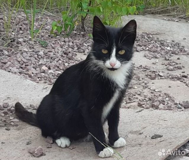 Ласковая кошка Кейли ищет дом купить на Зозу.ру - фотография № 1