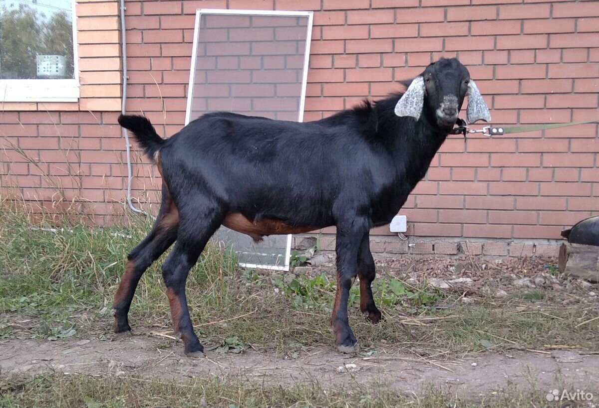 Англо нубийский козел на вязку Кряж