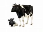 Продам корову и теленка объявление продам